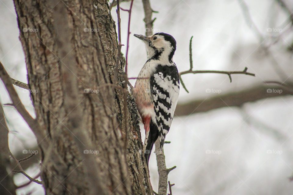 Woodpecker