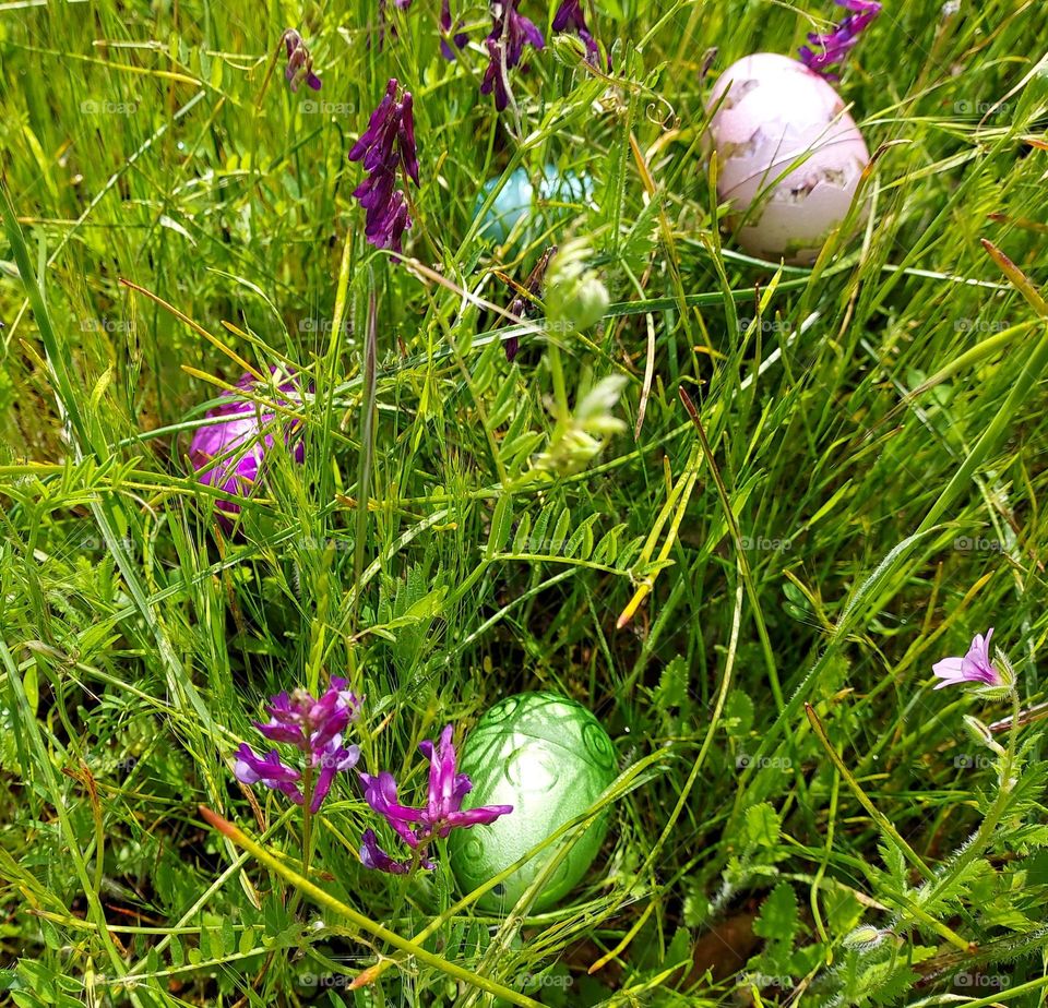 Easter egg hunt in a Wildflower field in the city of Roseville California