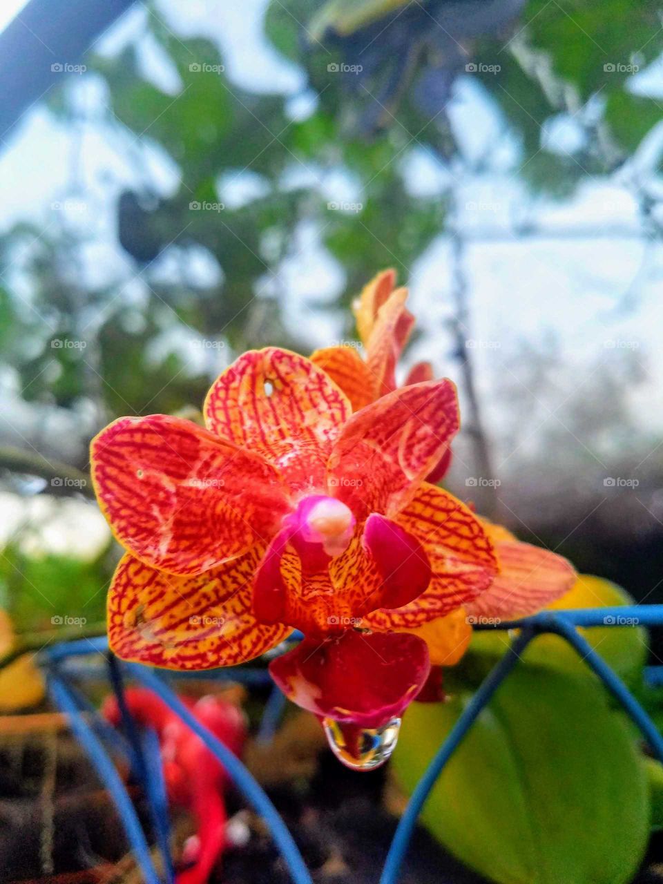exotic Orchid