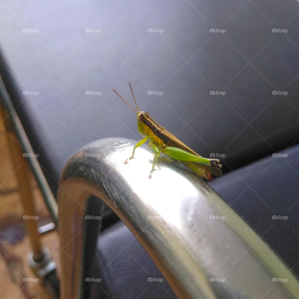 Small mantis on the desk