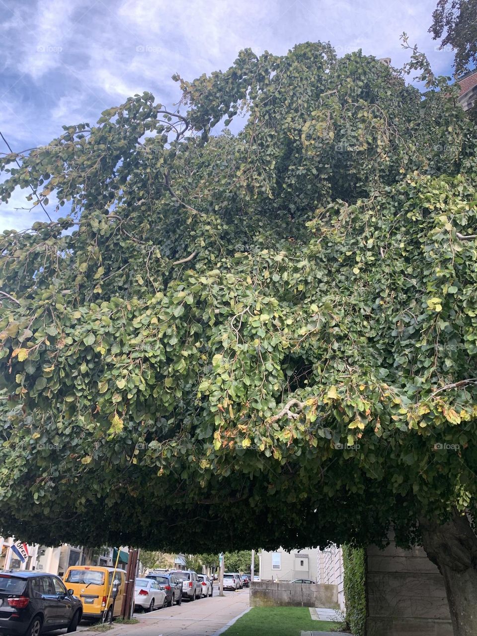 This tree makes me feel balanced 🌳