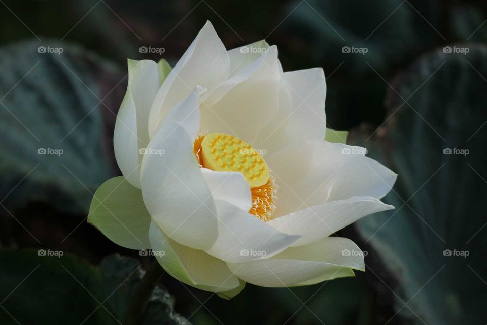 lotus