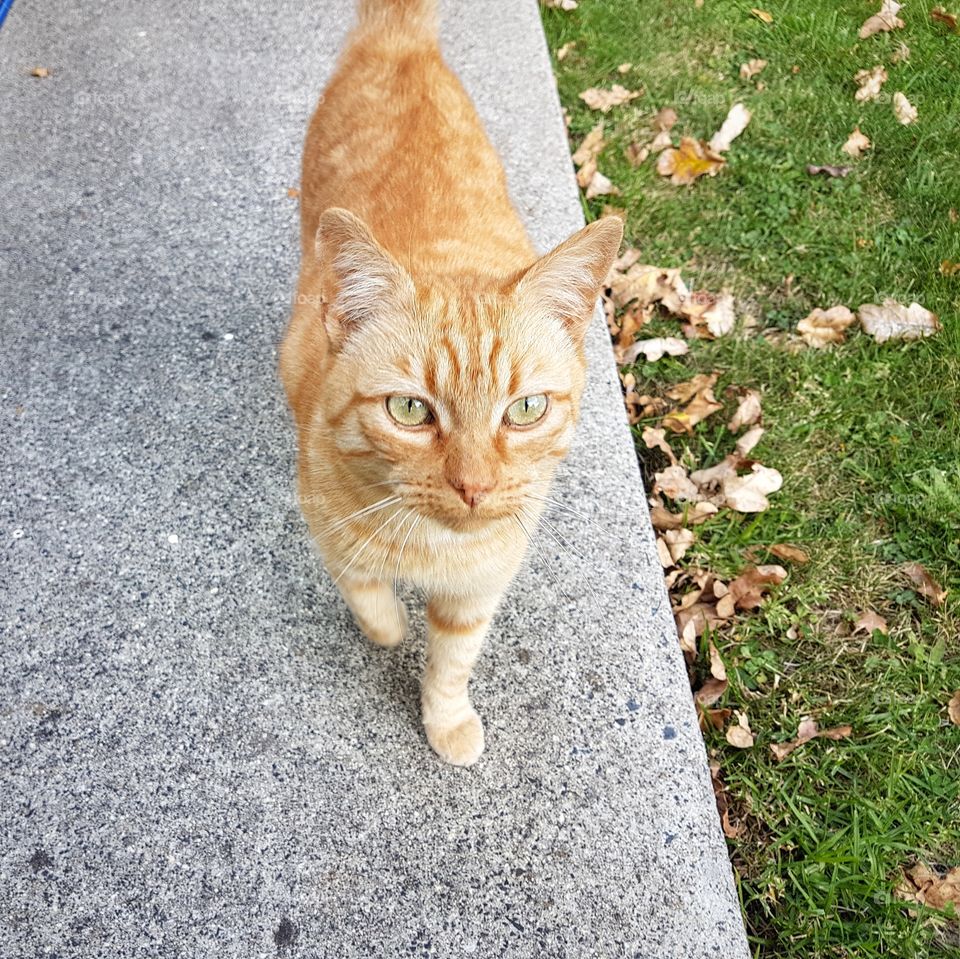 Orange Cat walking