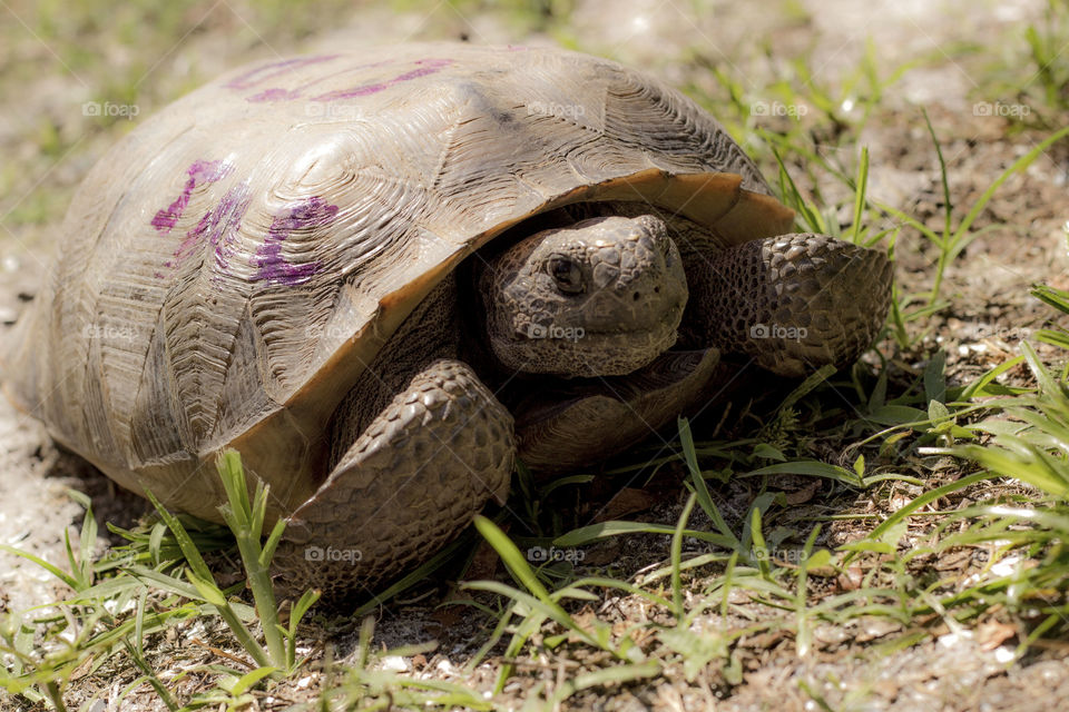 jac the tortoise. someone vandalized this poor guys shell