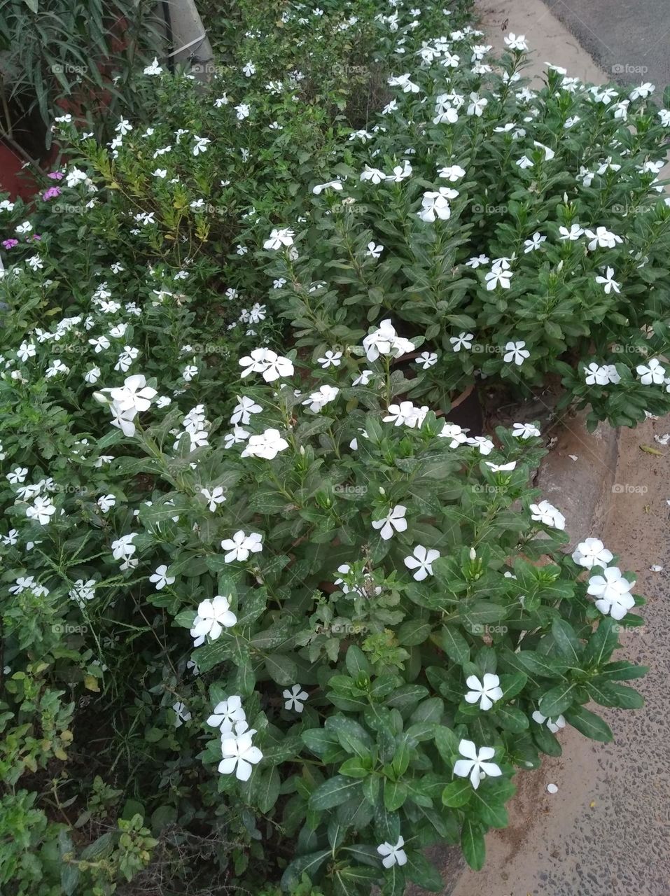 periwinkle white flower seasonal fresh shurb small size looks very beautiful generally found everywhere