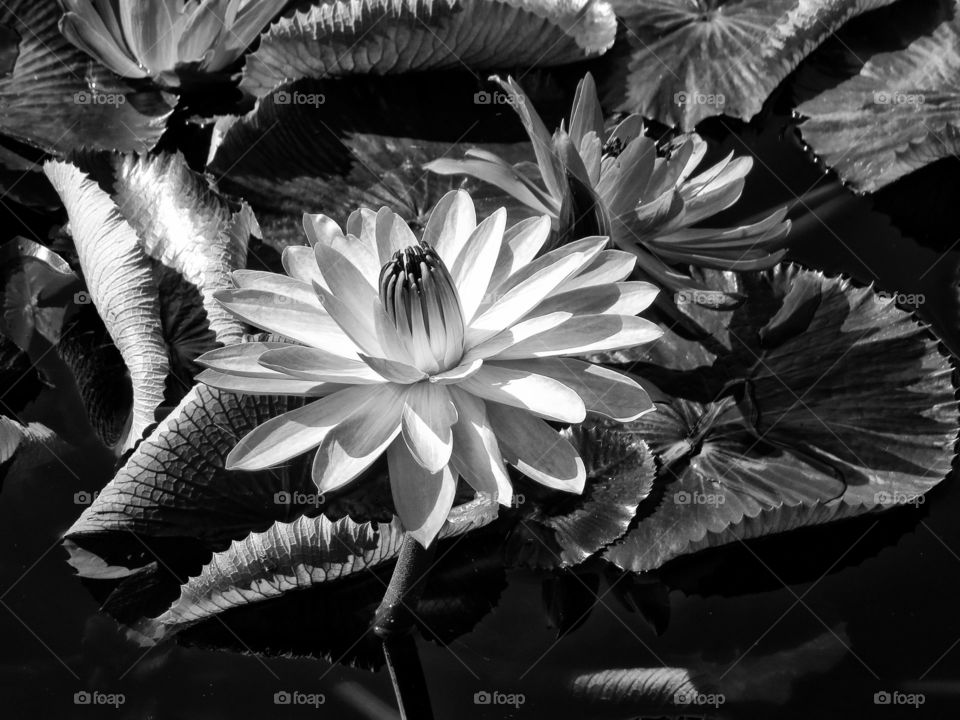 BW flower 