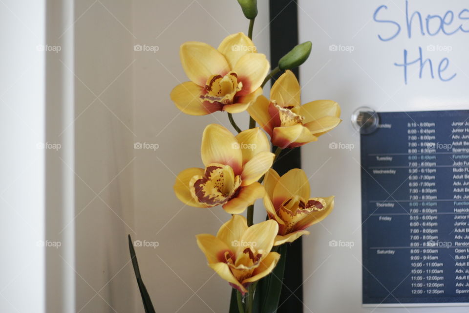 plastic yellow flowers with red centers