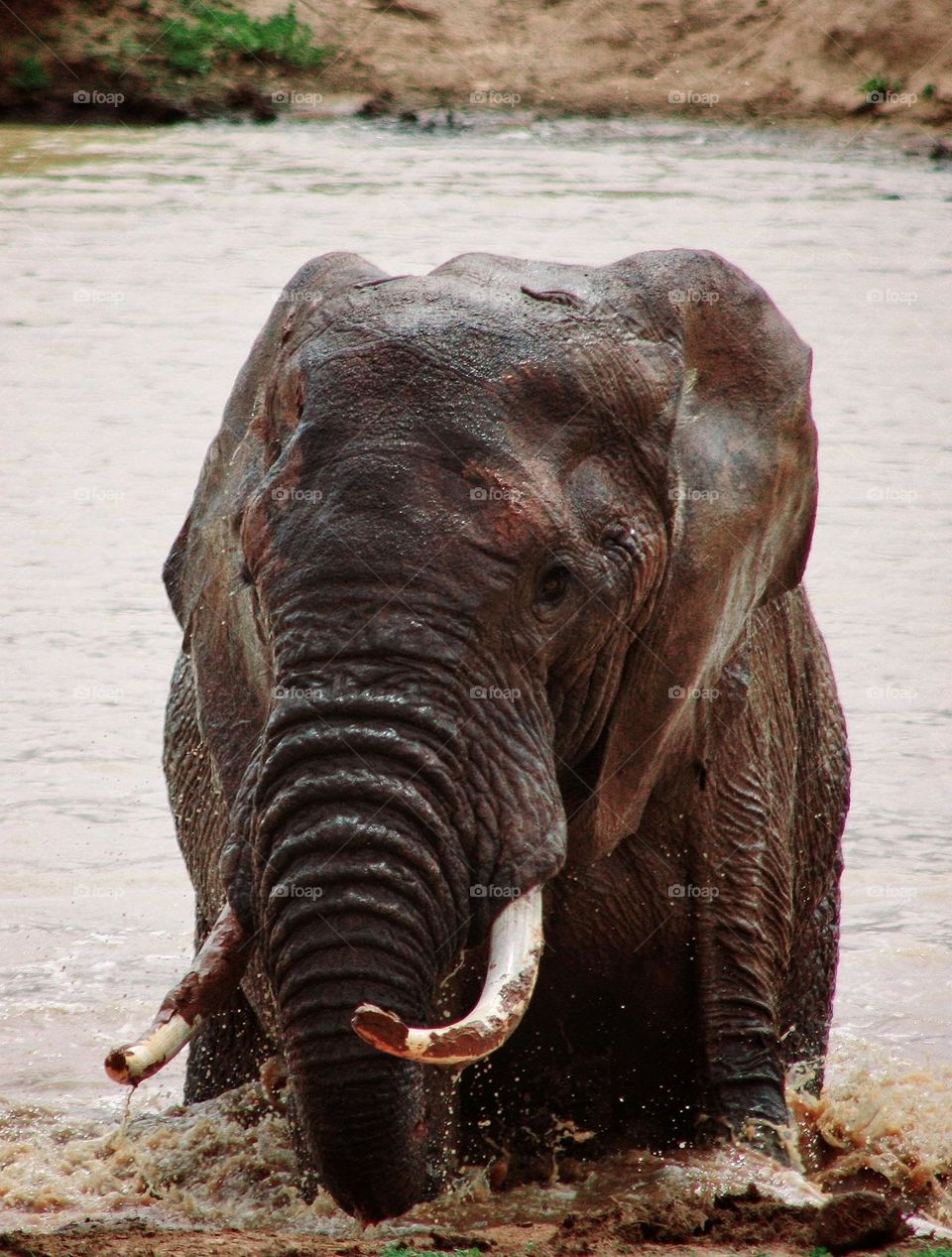 elephant in a waterhole addo . South Africa. wild and free.