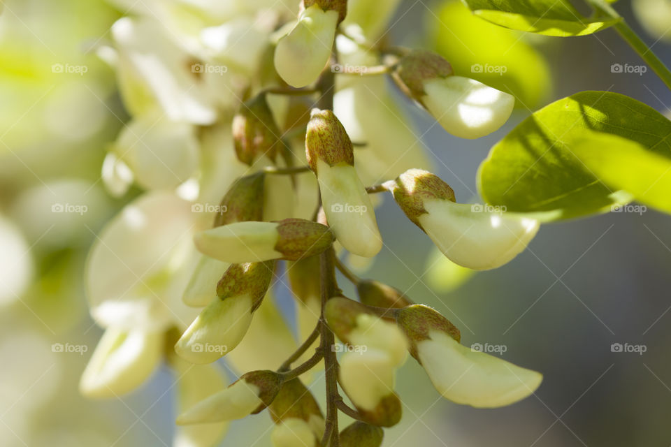white acacia blossom and leaves