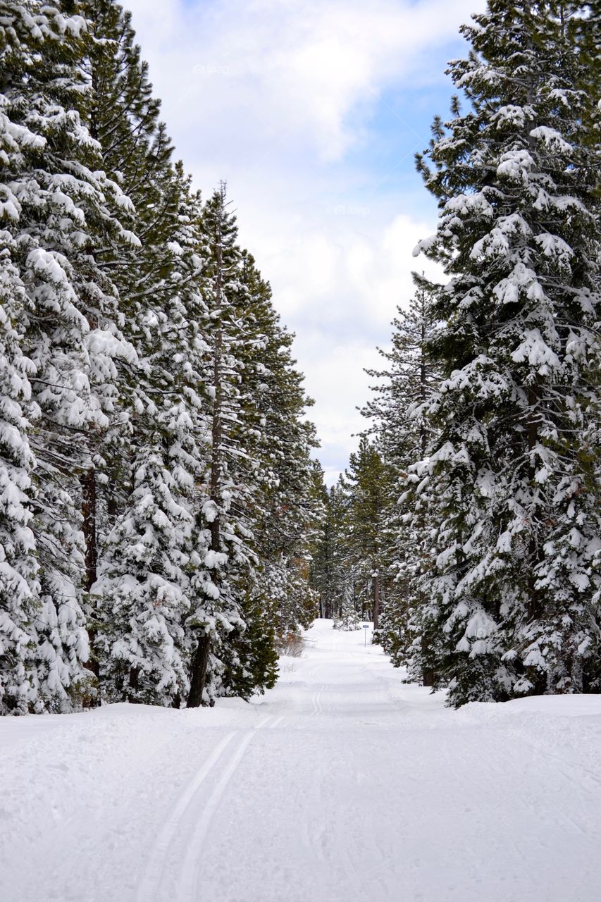 Empty pathway in snowy landscape