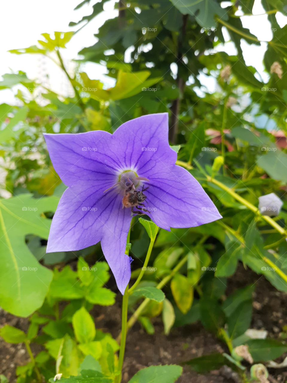 portrait of a purple flower  with an bee sucking  on its juice.