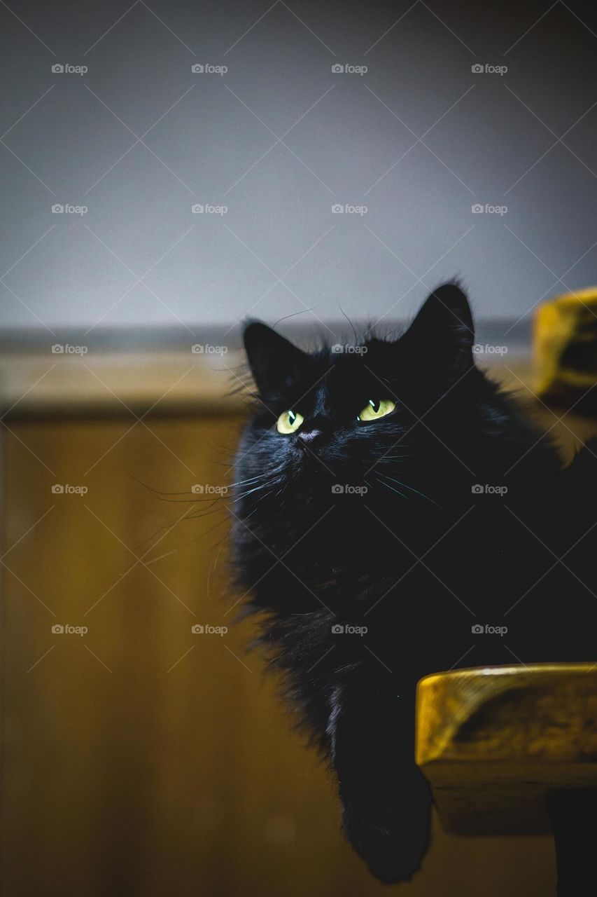 Dark scene of hopeful kitten eyes.