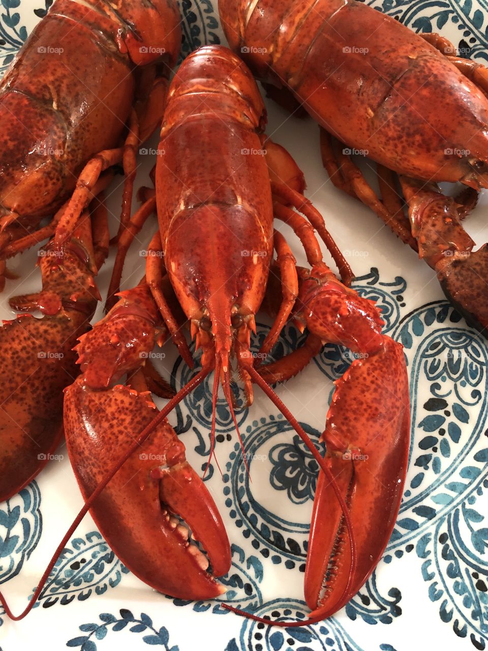 Three delicious red lobsters