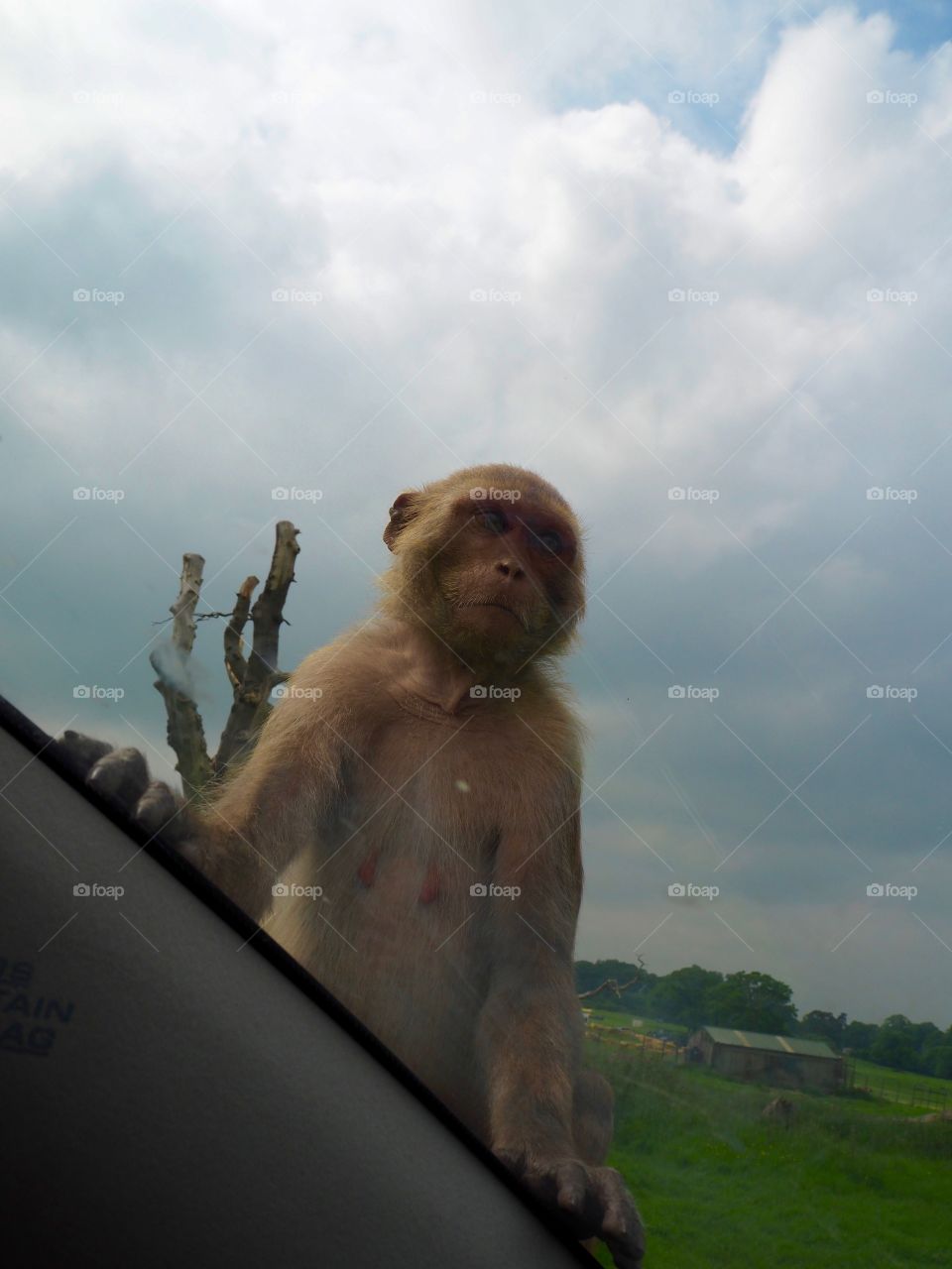 Monkey peering through car window on safari