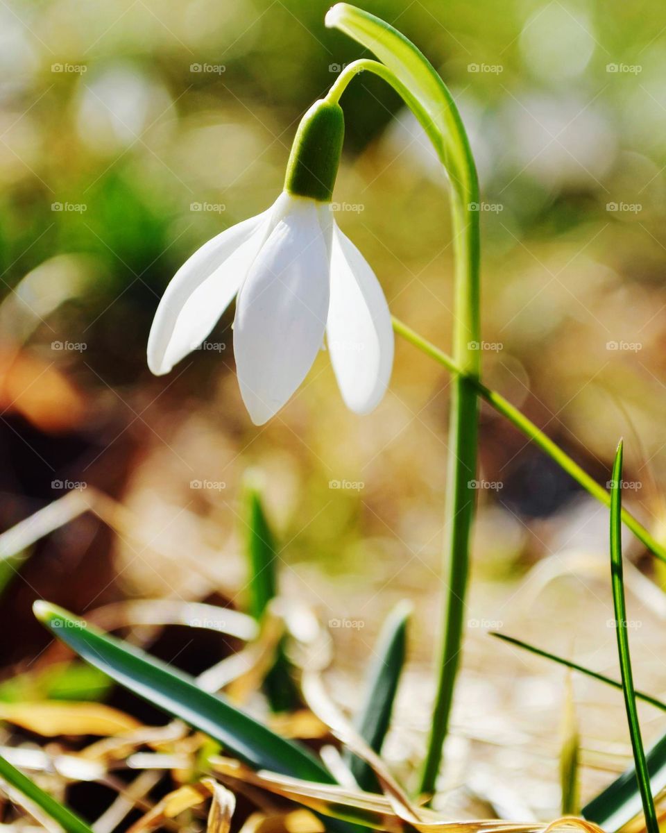 spring snowdrop