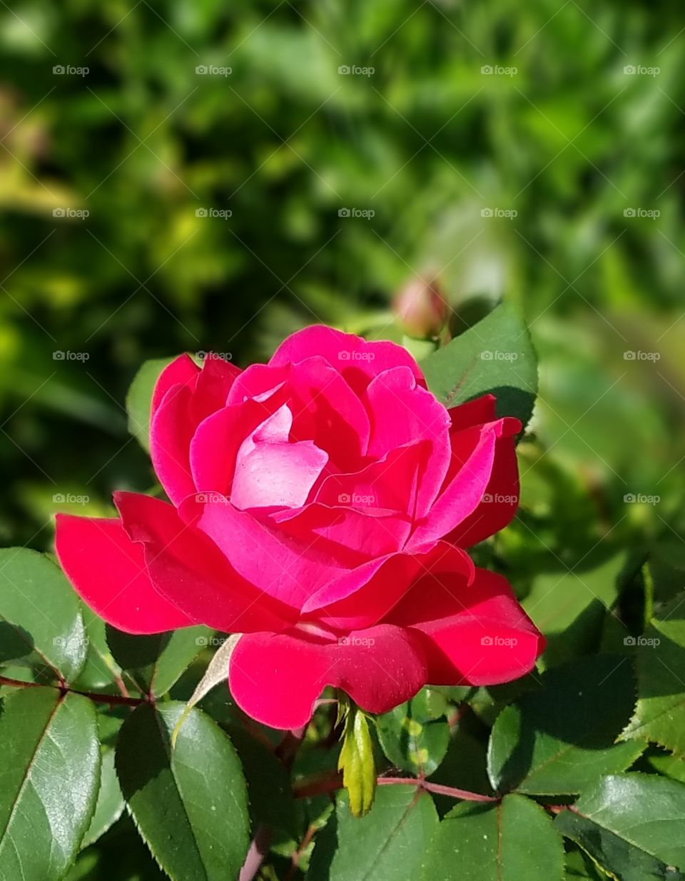 single rose