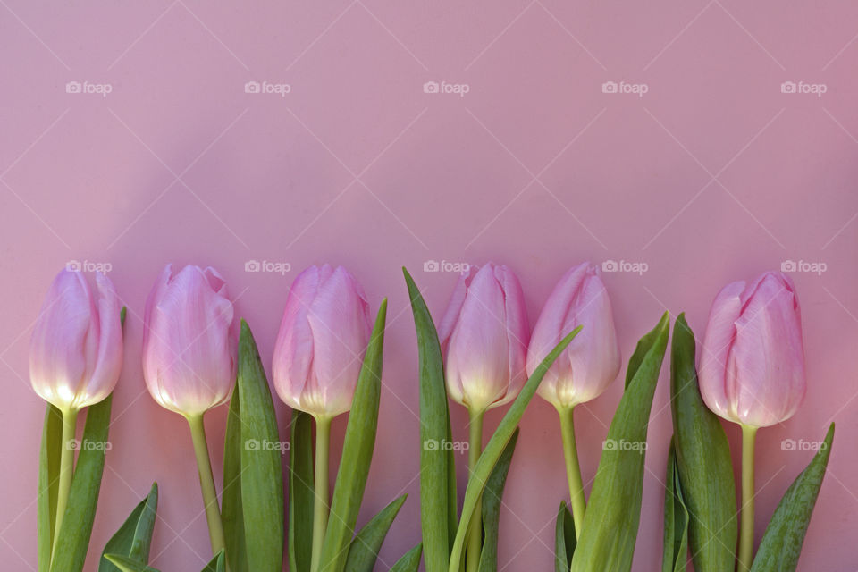 pink tulips in a row with a empty copy space background