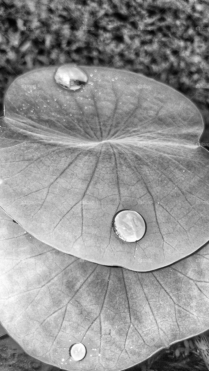 Black and white photo of a leaf with water droplets