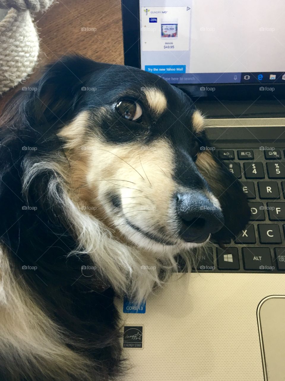 Foap Mission Funny Pets! Dachshund At The Computer Looking and Questioning!