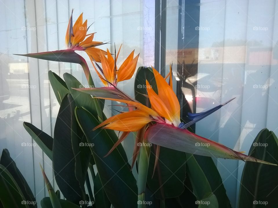 Bird of Paradise by Window. Some bird of paradise plants by a  blinded window.