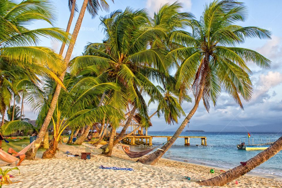 Palm, Tropical, Beach, Sand, Coconut