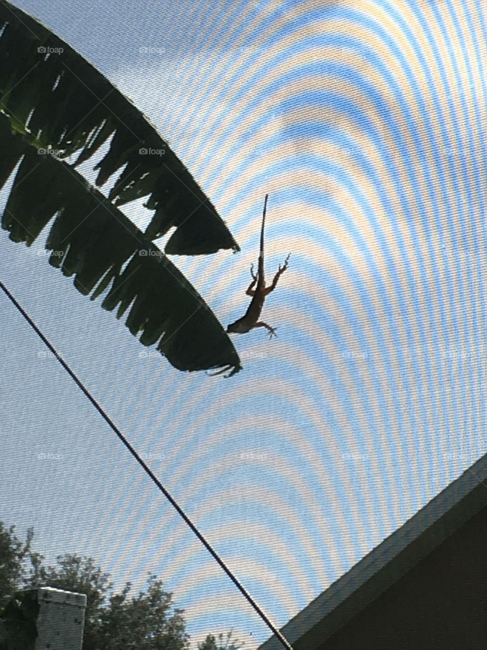 Lizard on a screen 