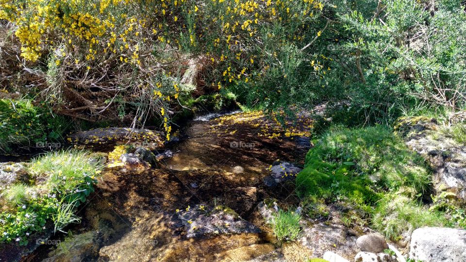 Stream flowing with flowers in the middle of colorful dense vegetation at the forest