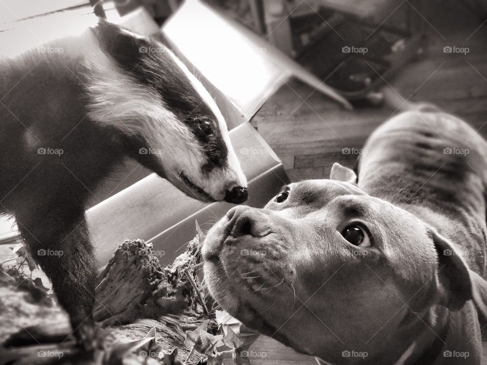 A dog and a badger 
