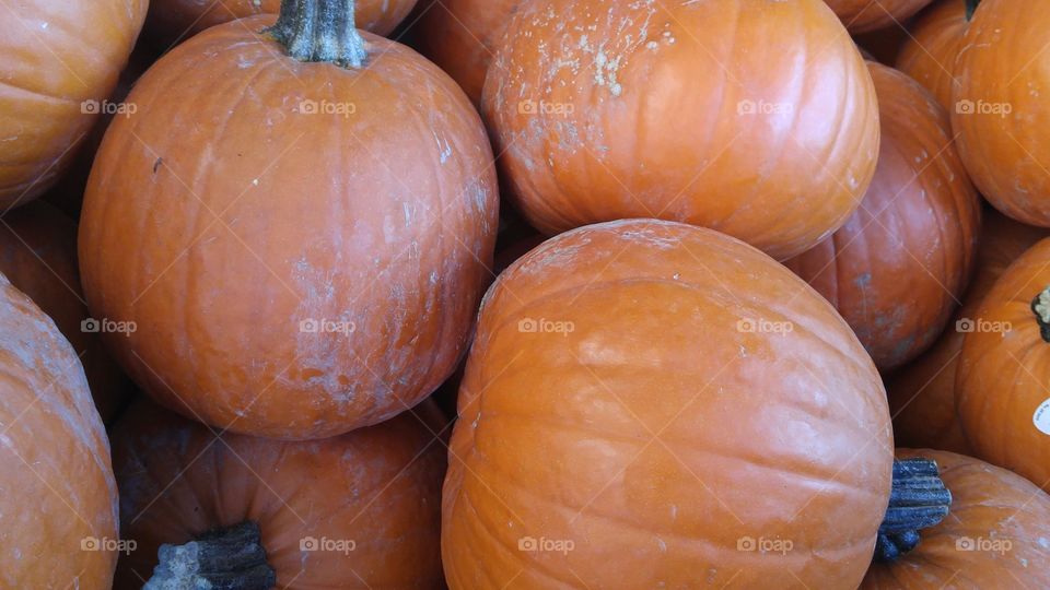 pumpkins