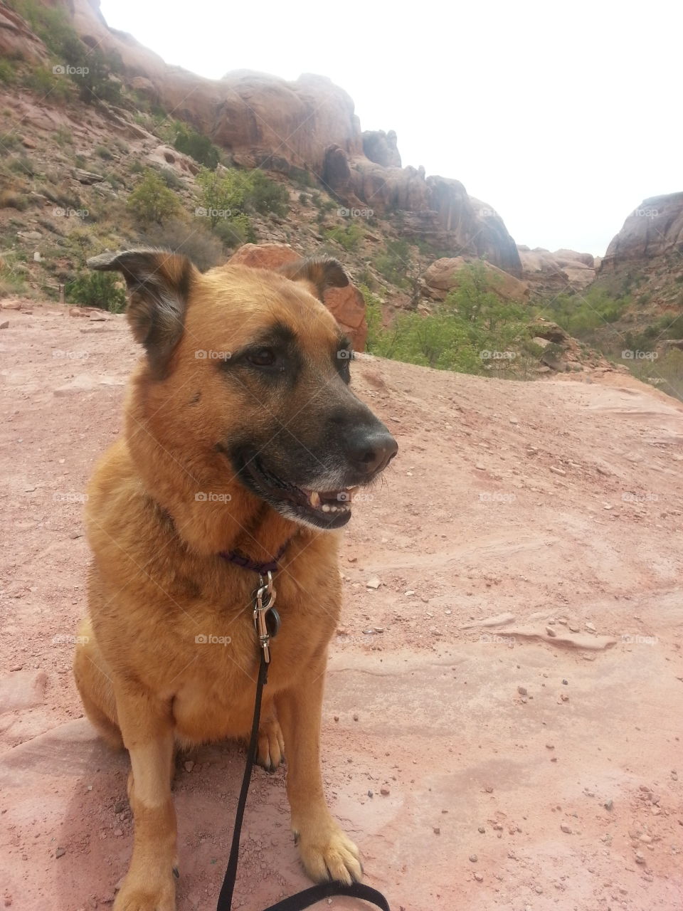 Hiking Buddy . Jules outside of Arches Natl Park