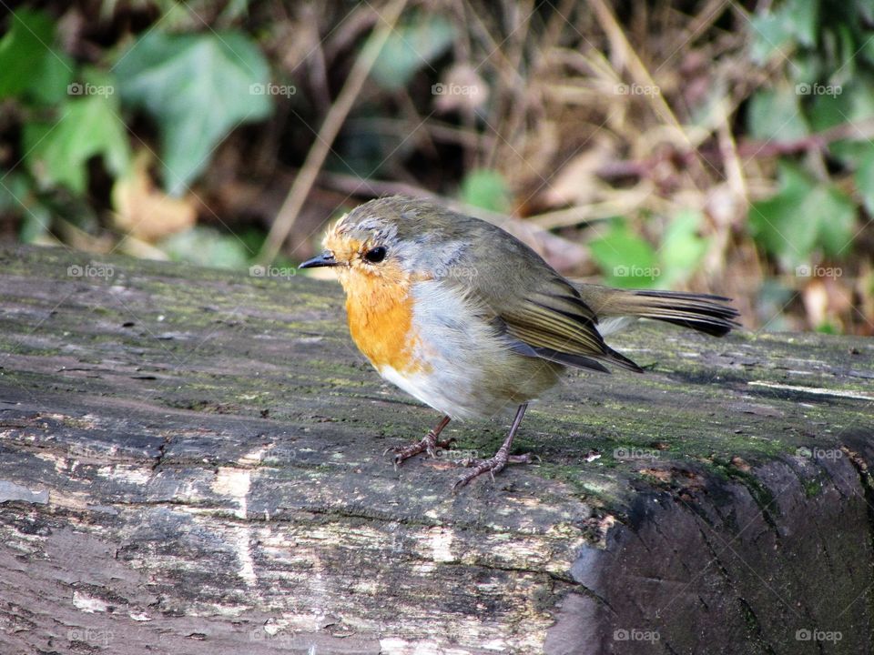 robin