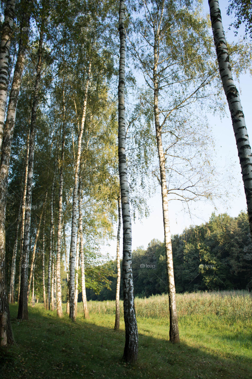 Wood, Tree, Nature, Landscape, No Person