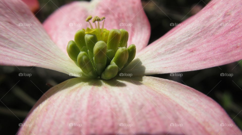 Extreme close-up of pink dogwood