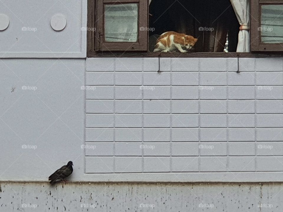 A cat has eye on pigeon
