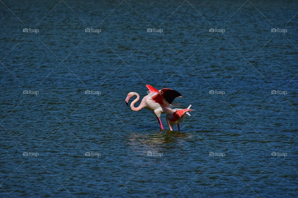 Flamingo 