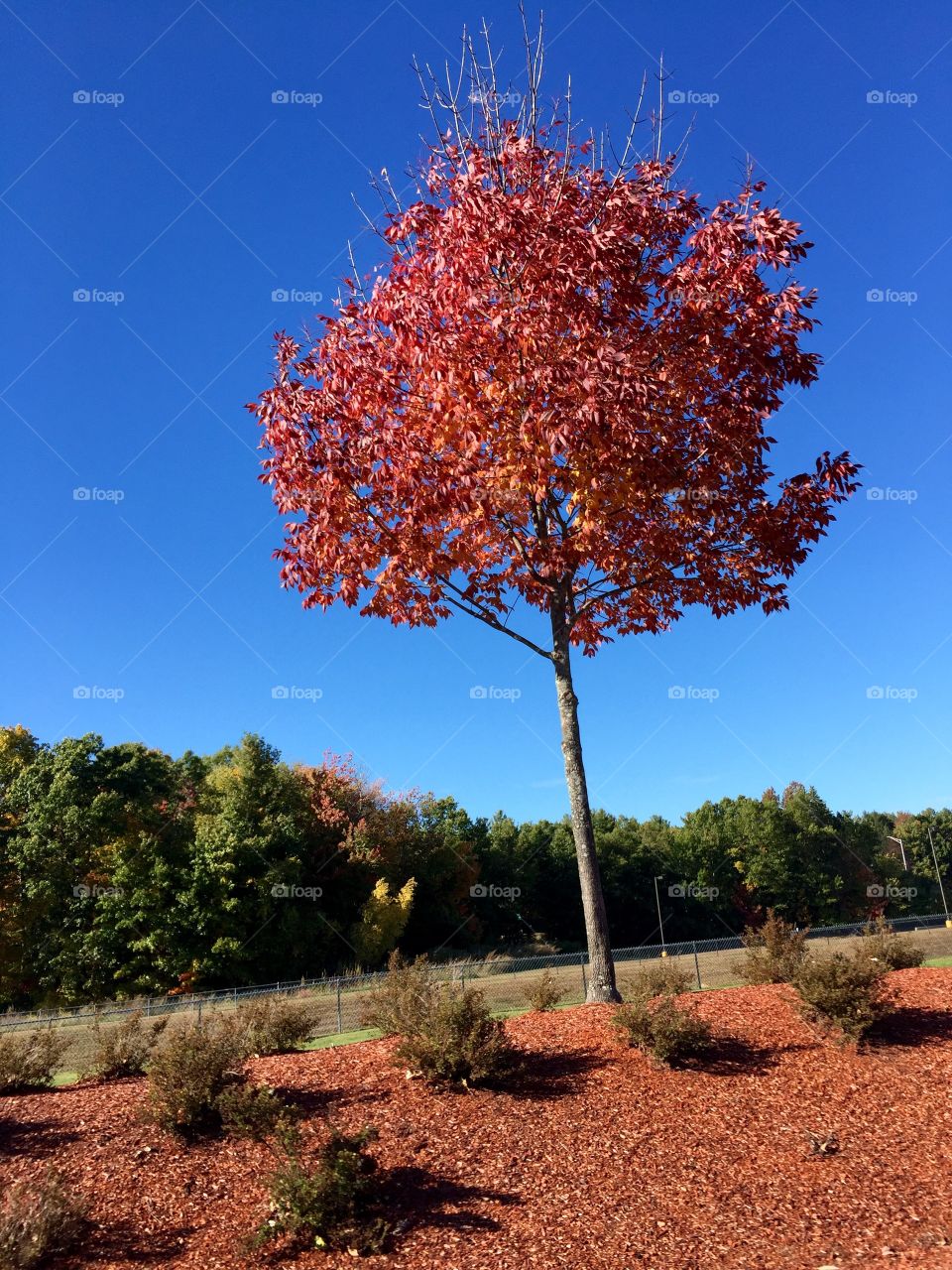 View of tree during autumn