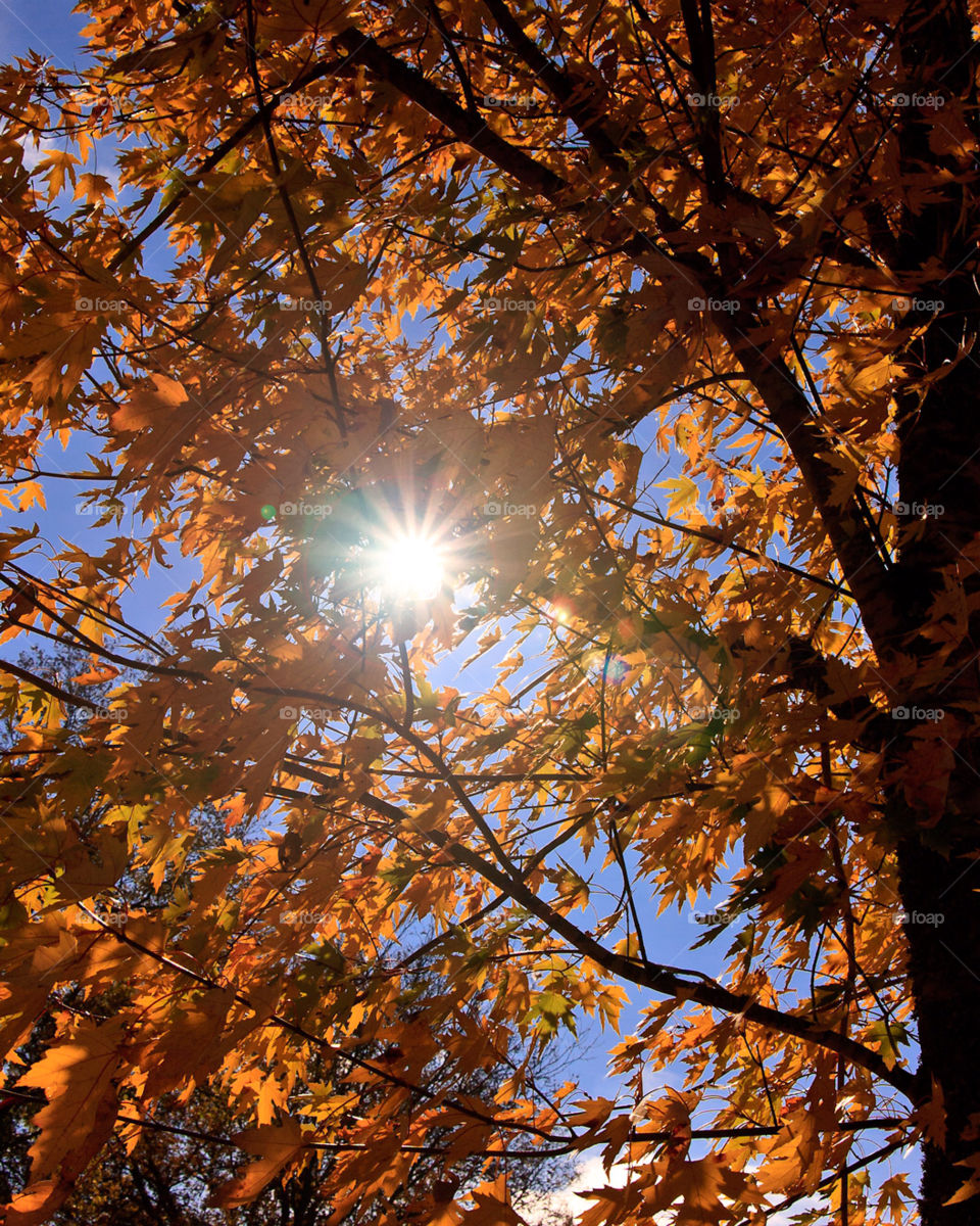 tree sun leaves fall by hollyau92