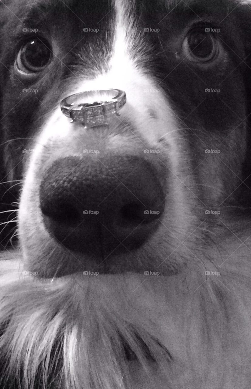 Ring on a dogs nose
