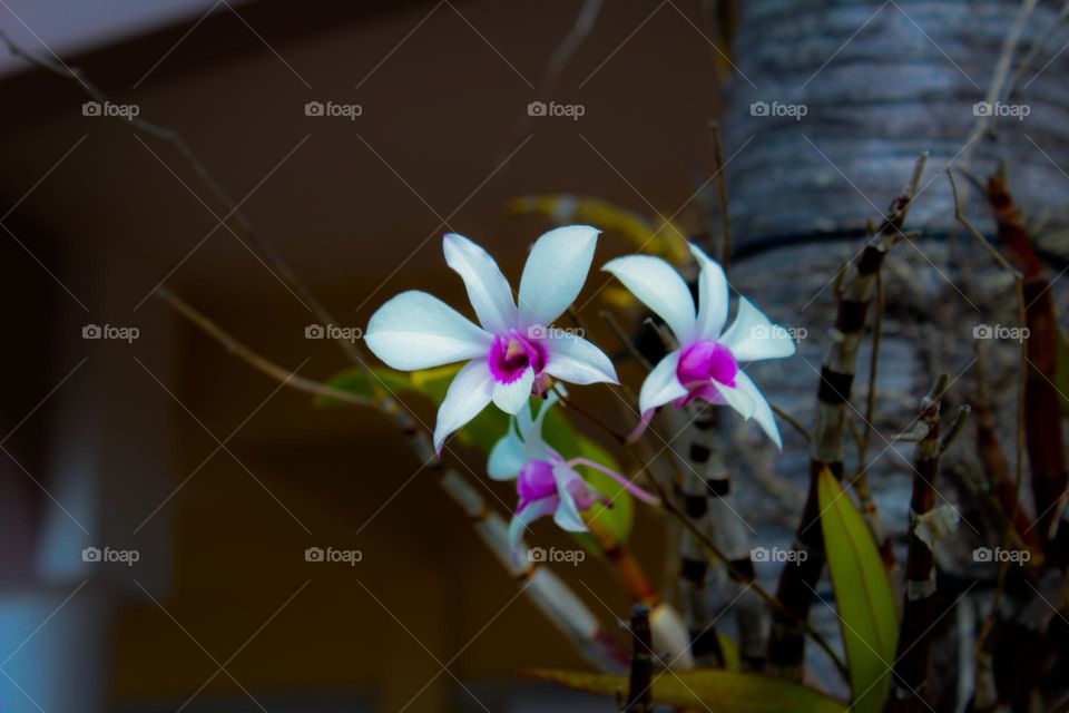 White and violet orchids growing on a palm tree.