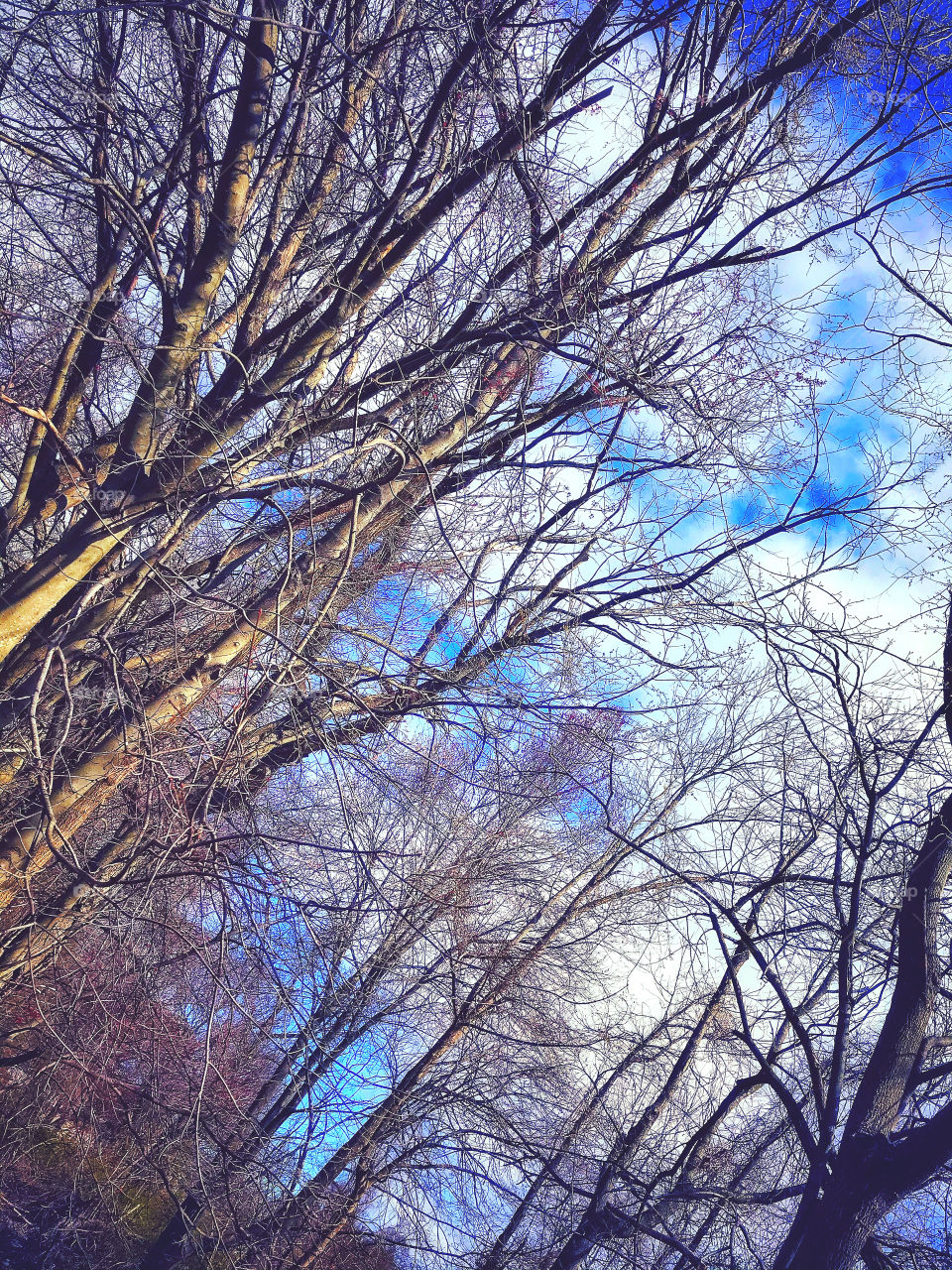 Sky and clouds through branches 