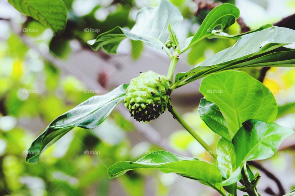 fresh fruit in the summer