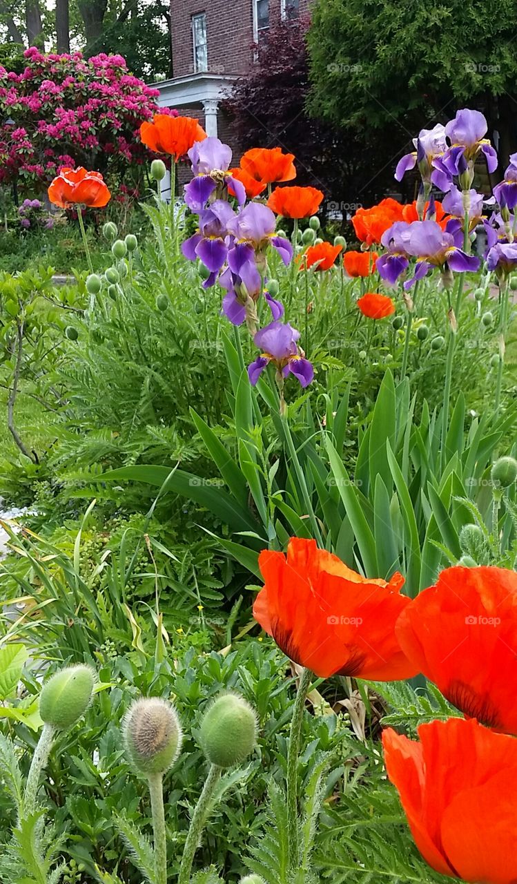 Garden in spring