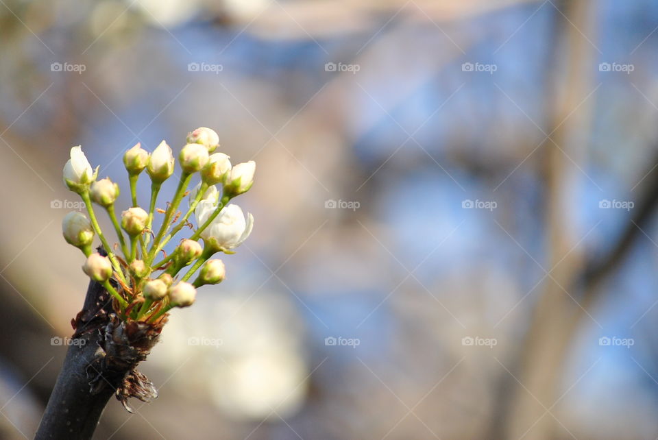 budding flower spring season