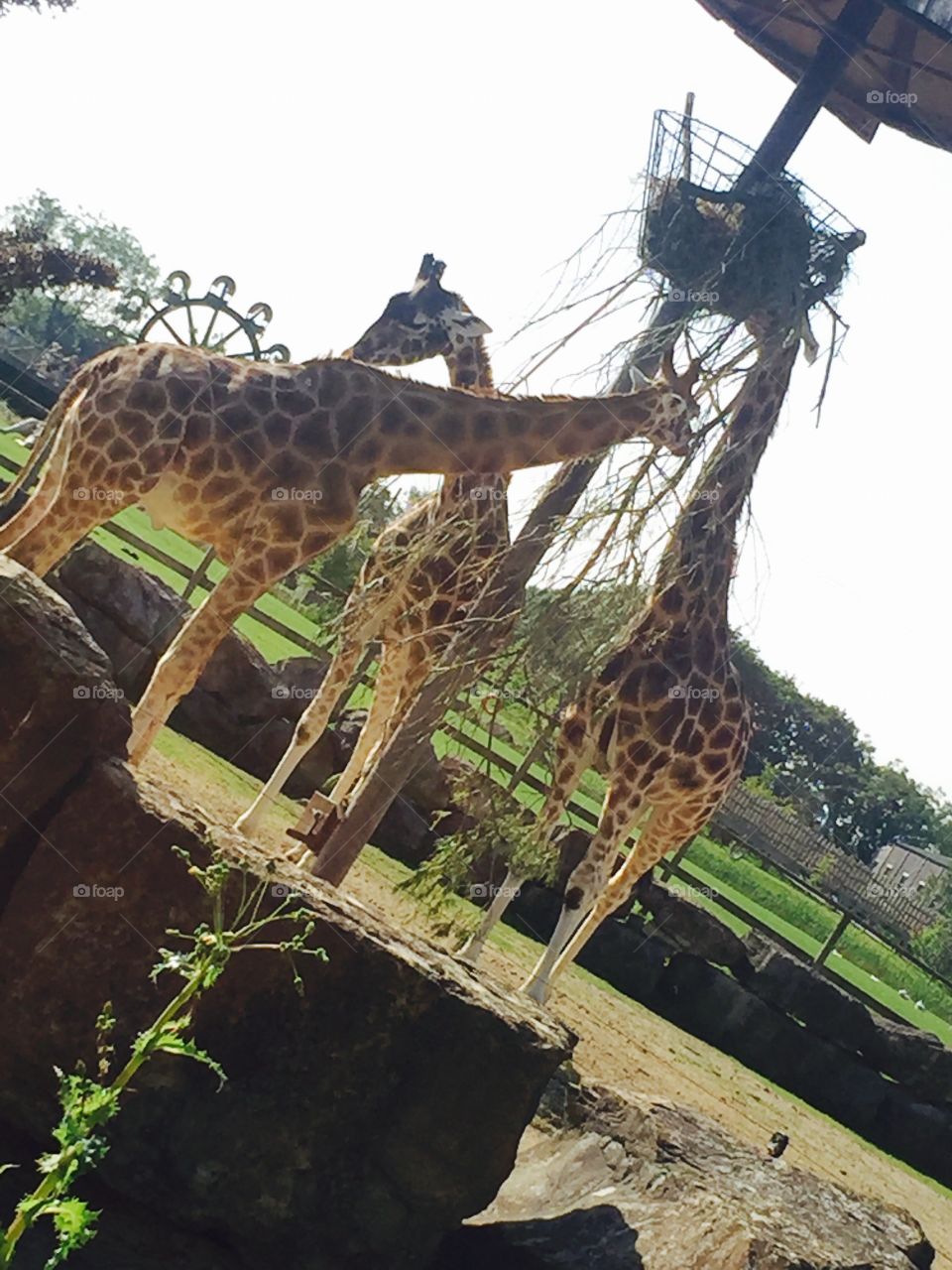 Giraffes at their own best