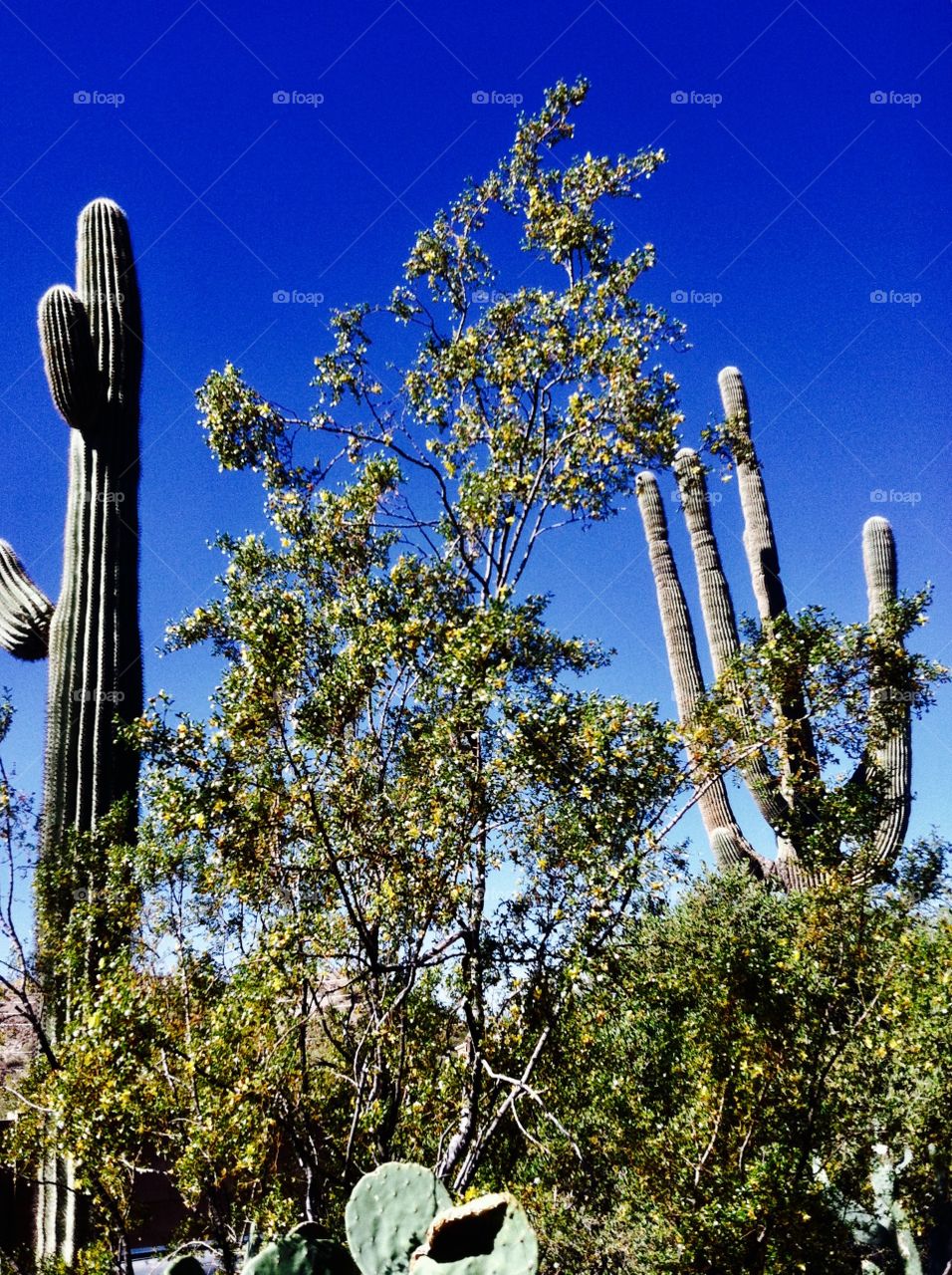 Giant cactus plant life 