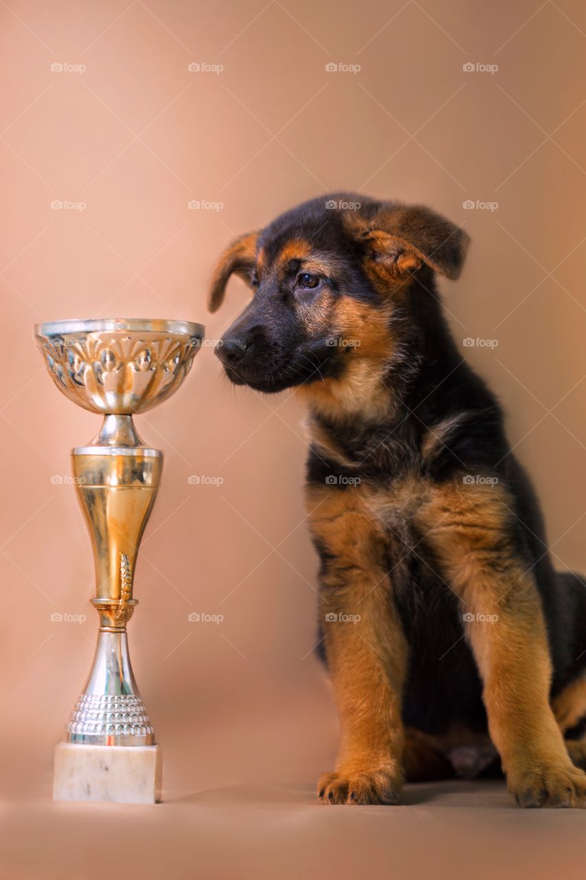 German shepherd puppy on light brown background 