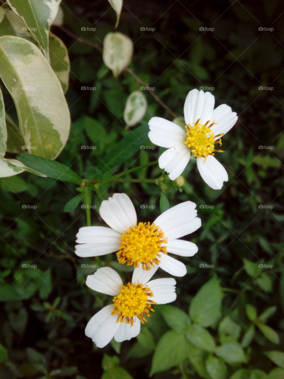 Flowers