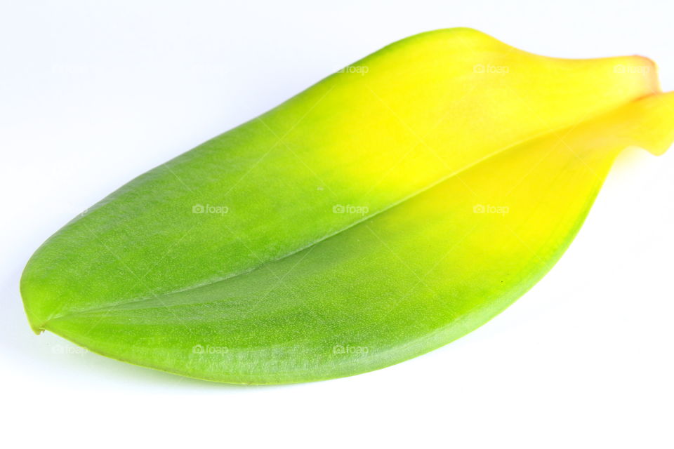 Green leaf