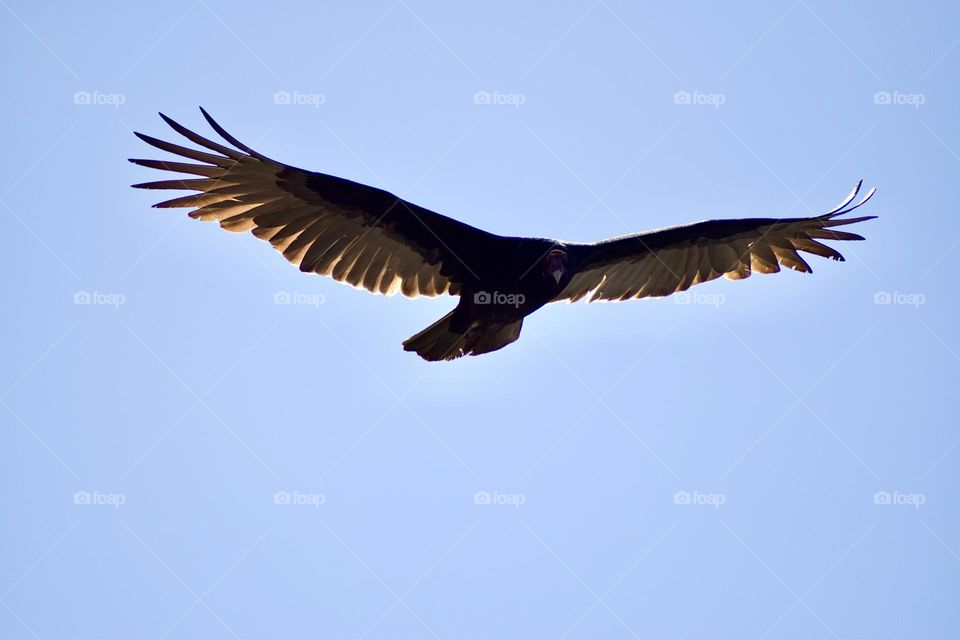 Inflight Turkey Vulture