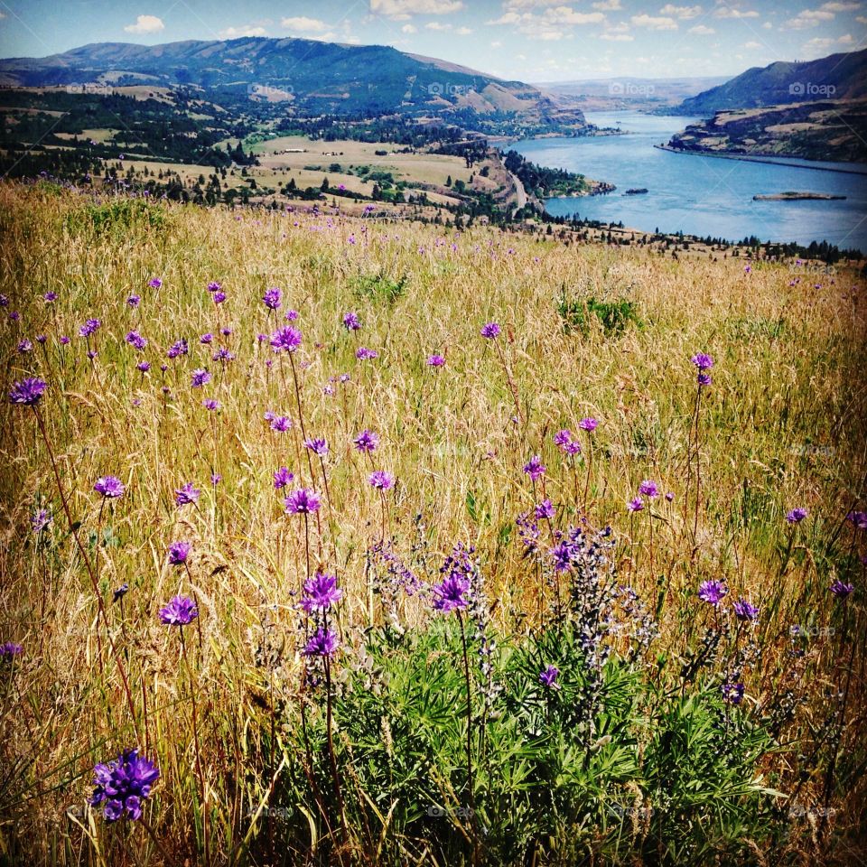 Wildflowers and grasslands along the shores of the Columbia River in Washington state.   